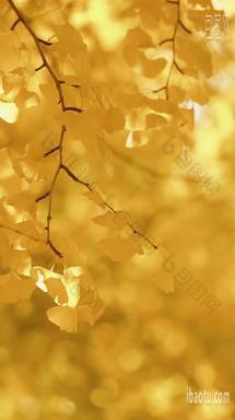 秋日里的银杏叶银杏树氛围感